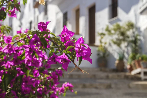 Fleurs Roses Bougainvilliers Dans Une Charmante Rue Frigiliana — Photo