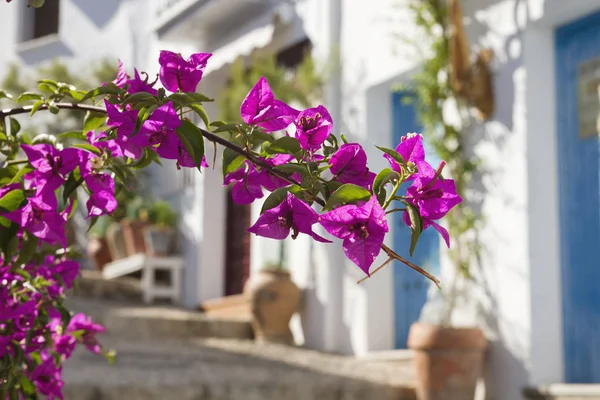 Bougainvillea Belles Fleurs Dans Rue Charmante Frigiliana — Photo