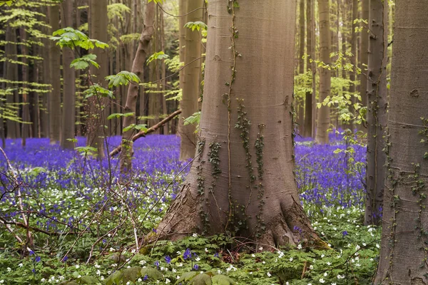 Primavera Bosque — Foto de Stock