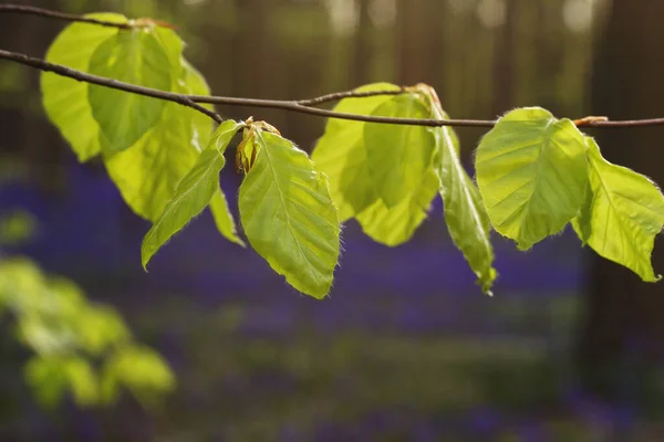 Fagus Sylvatica Novas Folhas Florescendo Primavera Floresta Azul — Fotografia de Stock
