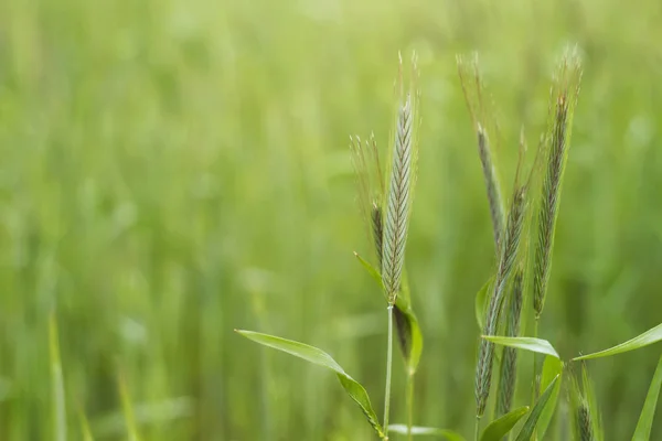 Groene Tarwe Close — Stockfoto