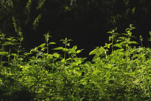 wild vegetation in the forest