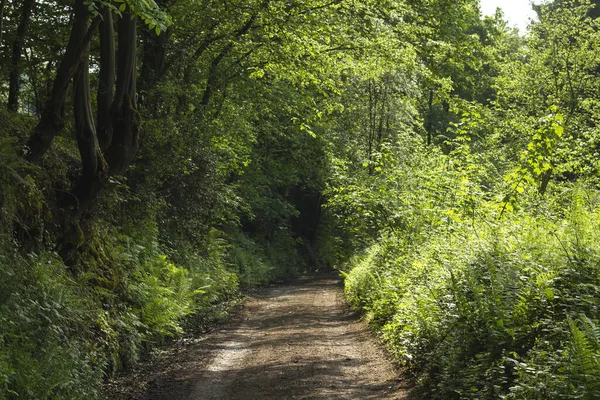 Caminho Floresta — Fotografia de Stock