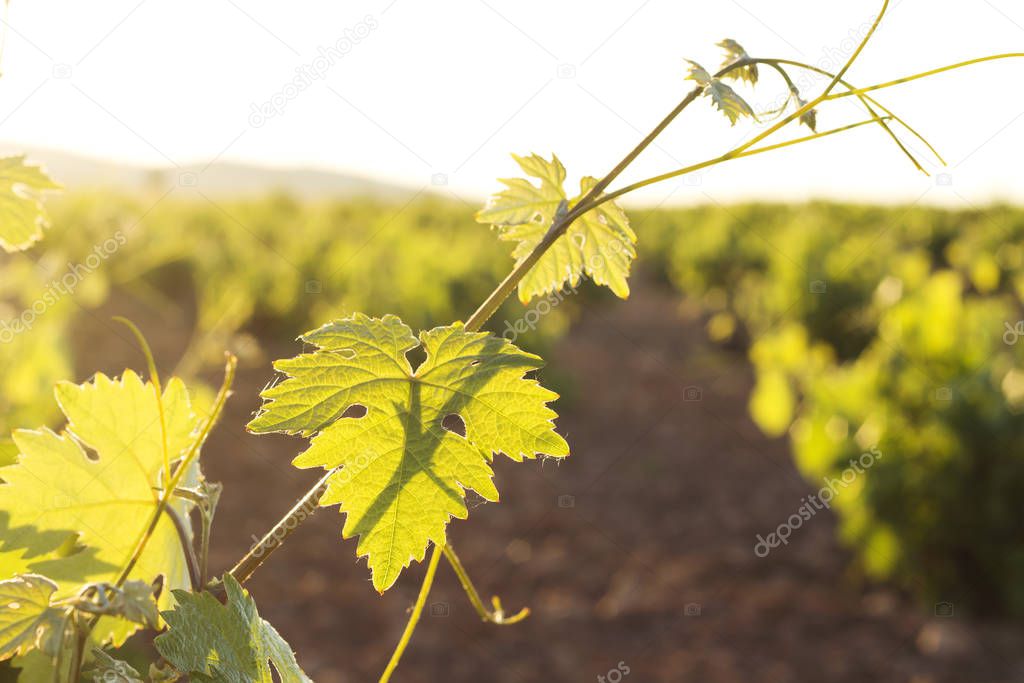 vine leaf, vineyard in the background 