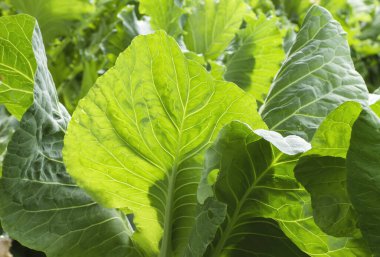 Mutfak bahçesinde büyüyen yeşil lahana