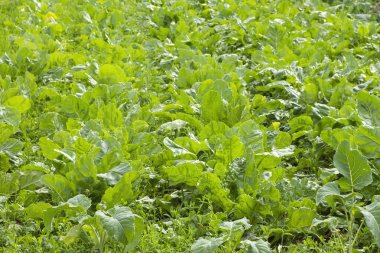 Kithchen bahçesinde yeşil sebzeler yetişiyor, sürdürülebilir organizasyon.