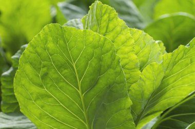 Mutfak bahçesinde lahana yetişiyor.