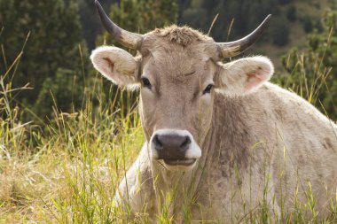 çimlerde oturan inek