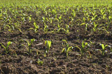 Sürdürülebilir mısır tarlası