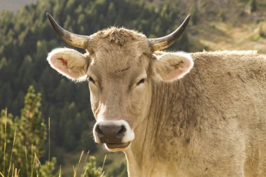 Dağlarda sığır yetiştiriciliği 