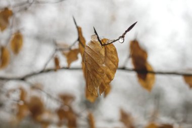 Kayın ağaçları yaprak döker.