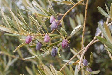 Zeytin ağacı meyveleri kapanıyor