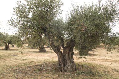 İspanya 'da eski zeytin ağacı