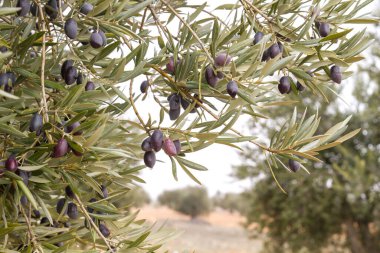 Meyveli zeytin ağacı yaprağı 
