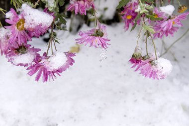 Beyaz karın altında pembe papatya çiçekleri
