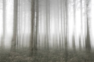 Soyut çam ağaçları orman bulanıklığı