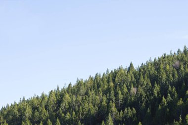 yeşil ağaçlar ve mavi gökyüzü