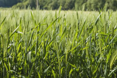 Belçika kırsalında yeşil arpa tarlaları
