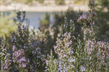 Baharda açan yabani biberiye bitkileri 