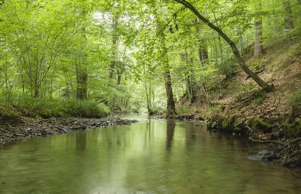 Samson Nehri yeşil ormanı geçiyor 