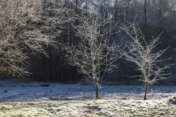 Árvores Geladas Uma Manhã Fria Inverno — Fotografia de Stock