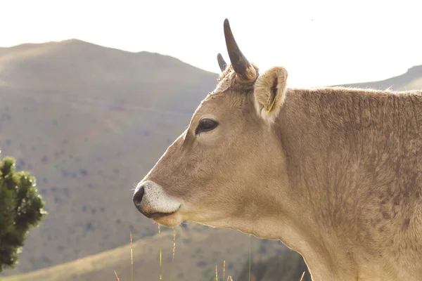 山の中の牛の繁殖 — ストック写真