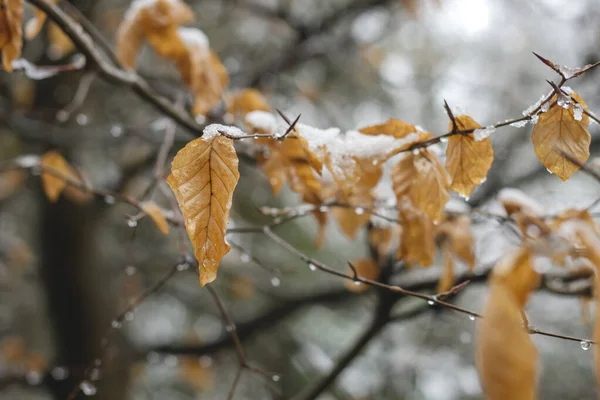 Beuken Bladeren Winter — Stockfoto