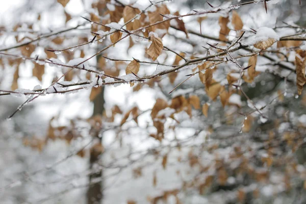 Beech Tree Foliage Snow — Stock Photo, Image