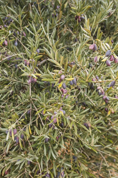 Olive Tree Foliage Fruits — Stock Photo, Image