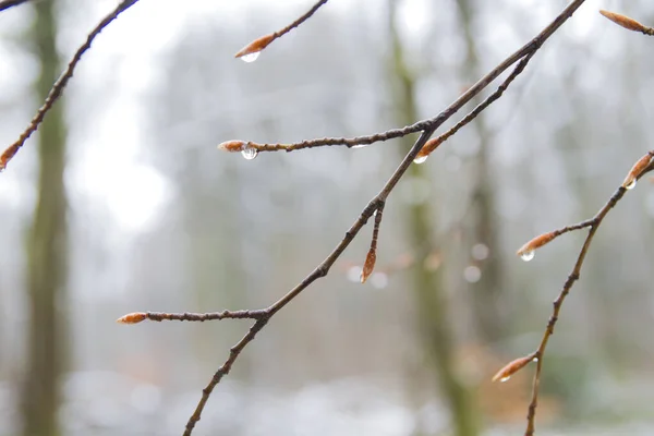 Detail Van Naakte Beukenboom Winter — Stockfoto