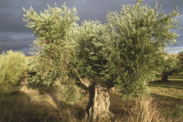 Centenarian Olea Europaea Zeytin Ağacı — Stok fotoğraf