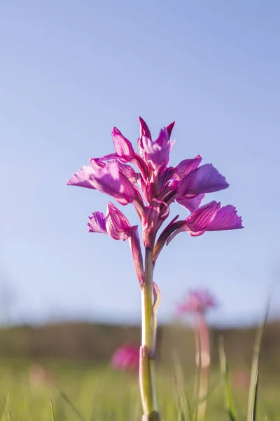Orquídea Mariposa Planta Silvestre Floración — Foto de Stock