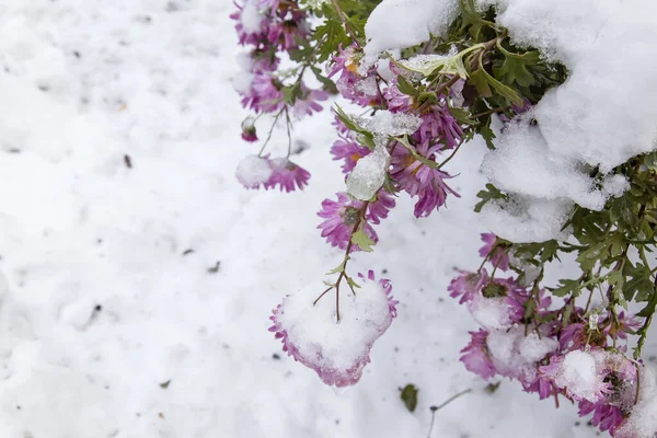 Różowe Stokrotki Kwiaty Pod Śniegiem — Zdjęcie stockowe