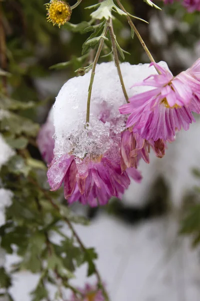 Roze Madeliefje Bloemen Onder Sneeuw — Stockfoto