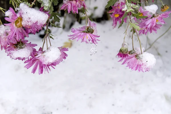 Różowe Stokrotki Kwiaty Pod Białym Śniegiem — Zdjęcie stockowe