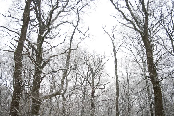 Nakna Träd Och Snö Vintrig Skog — Stockfoto