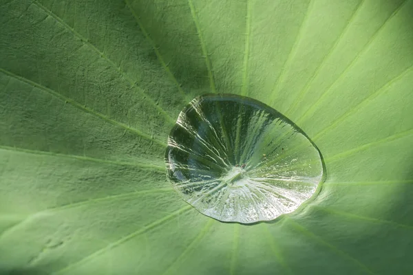 Lotus Effect Water Droplet Surface Lotus Leaf — Stock Photo, Image