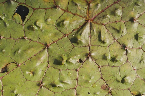 ユーロエリアフェロックスの葉を閉じる — ストック写真