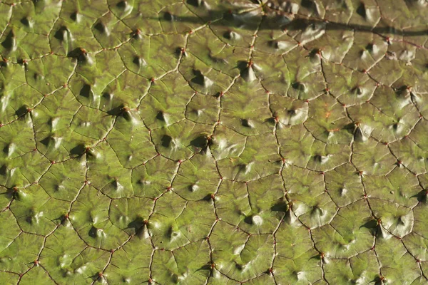 Euryale Ferox Gröna Blad Detalj — Stockfoto