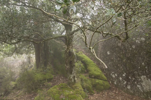 Holly Bomen Spookbos — Stockfoto