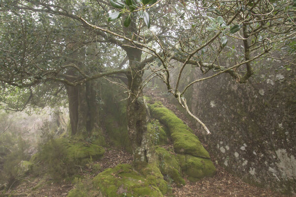 Holly trees in haunted forest 