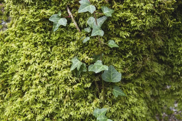 Klimop Klimop Groeiend Het Groene Bos Mos — Stockfoto