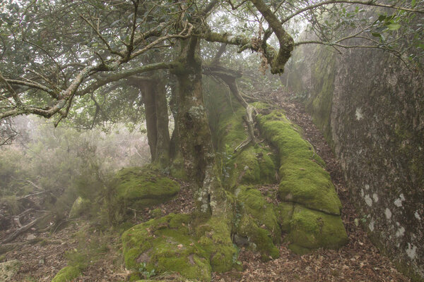 Holly trees in enchanted forest 
