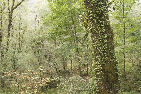 Vroege Herfst Landecape Gemengd Bos — Stockfoto