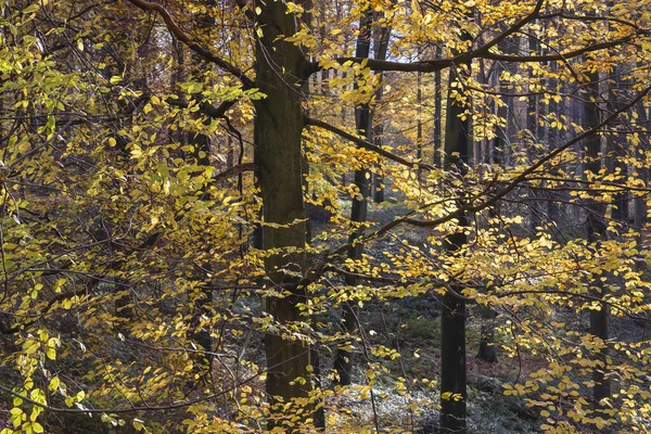 秋天色彩斑斓的仙人掌树 — 图库照片