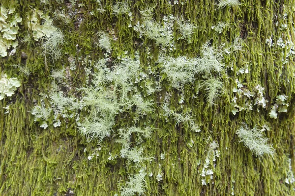 Zelený Mech Lišejníky Pokrývající Kmen Stromu — Stock fotografie