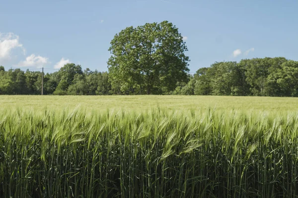 Belçika Kırsalında Yeşil Arpa Tarlaları — Stok fotoğraf