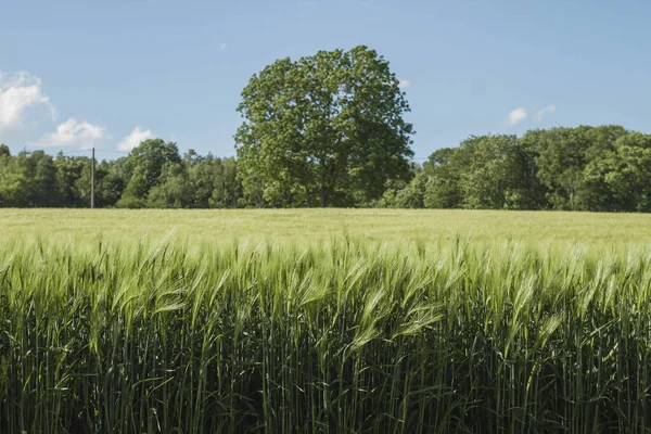 Campi Orzo Verde Nella Campagna Belga — Foto Stock