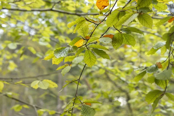 Follaje Haya Con Colores Principios Otoño —  Fotos de Stock