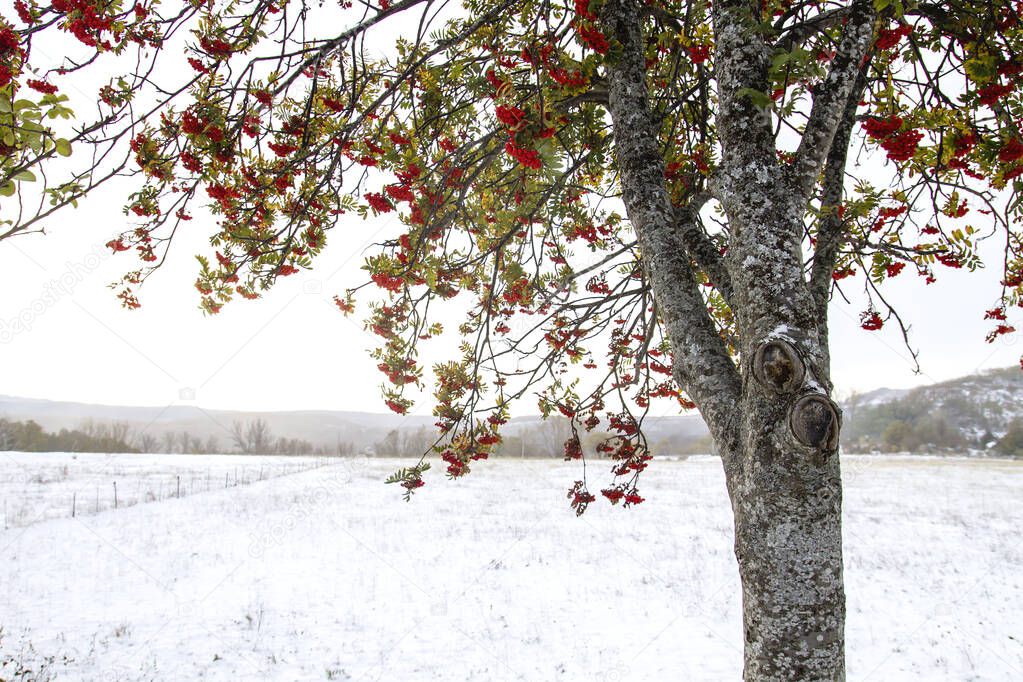 Rowan tree with red berries in a snowy landscape 